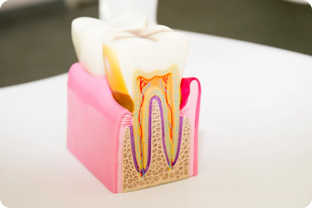 Endodontie